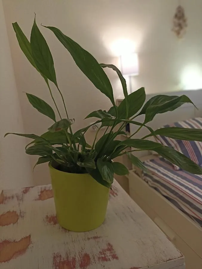 Homestay Confortable Habitacion Centrica En Piso Privado Apartment Malaga